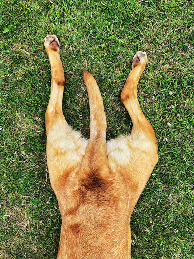Hip Dysplasia - Symptoms and Treatment Options for Dogs