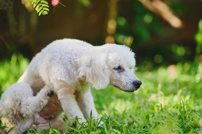 Why Do Dogs Get Yeast Infections?