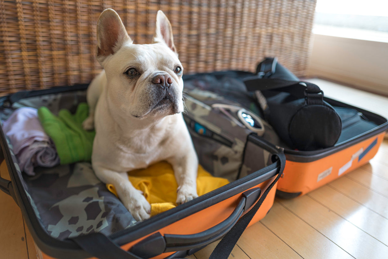 Travelling with dogs: Our top tips