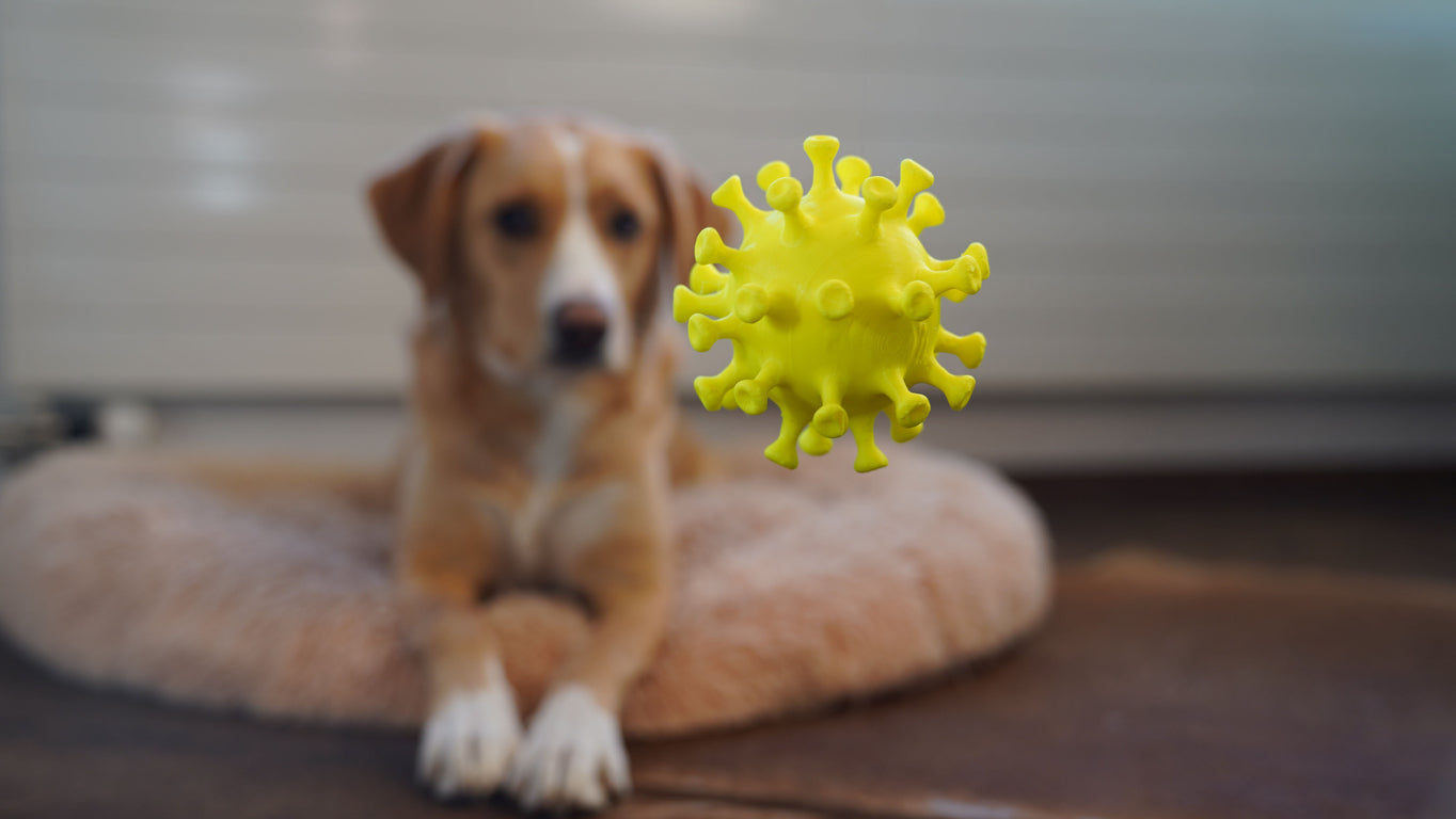 Common Immune Weaknesses In Dogs