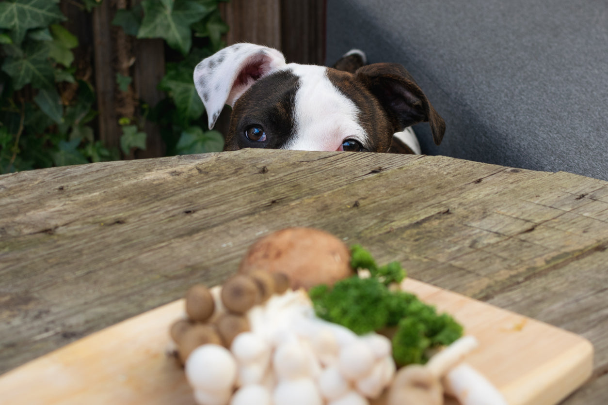 Can dogs eat mushrooms: Everything you need to know