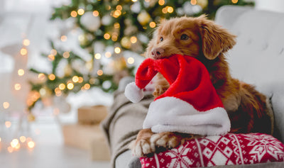 Christmas Safety Tips For Dogs