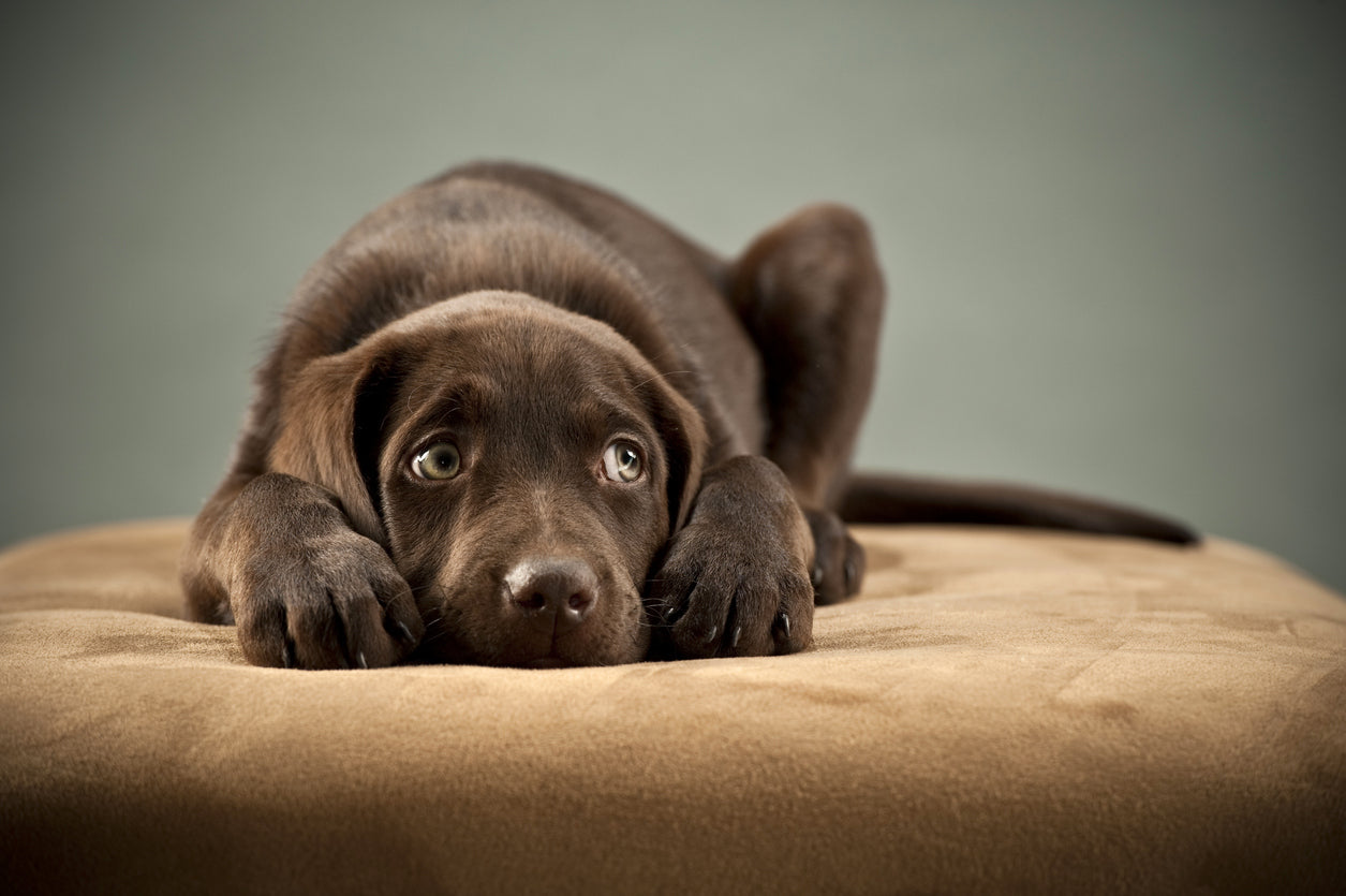 The ultimate guide to anxious dog breeds
